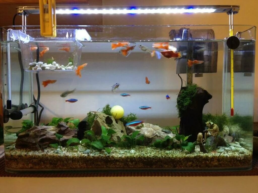 Аквариум для рыбок петушков. Аквариумные рыбки золотая рыбка. Как содержать рыбок в аквариуме. Карликовые золотые рыбки аквариумные. Skylight betta fish tank аквариум.