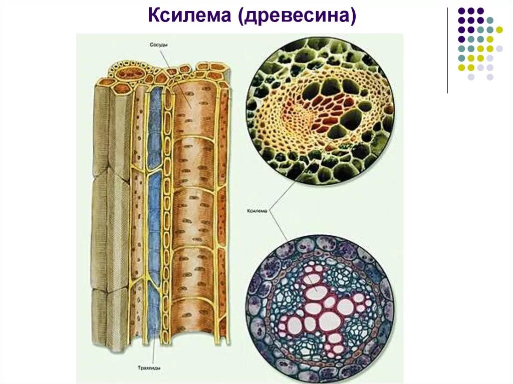 Проводящая ткань Ксилема и флоэма. Ксилема и флоэма у дерева. Сосуды ксилемы в древесине. Флоэма и Ксилема ботаника. Специальные клетки проводящей ткани