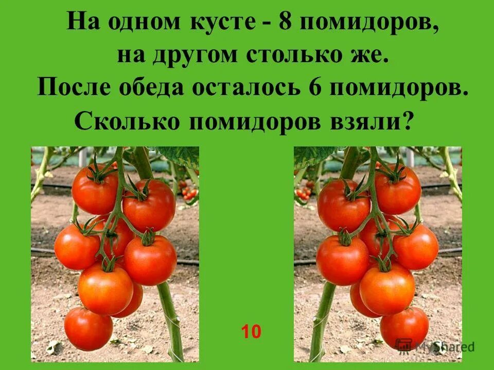 Помидоры сколько есть. Один куст помидоров. Сколько томатов на кусту. Восемь помидоров или. Сколько в помидоре.