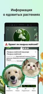 Программа как распознать растение
