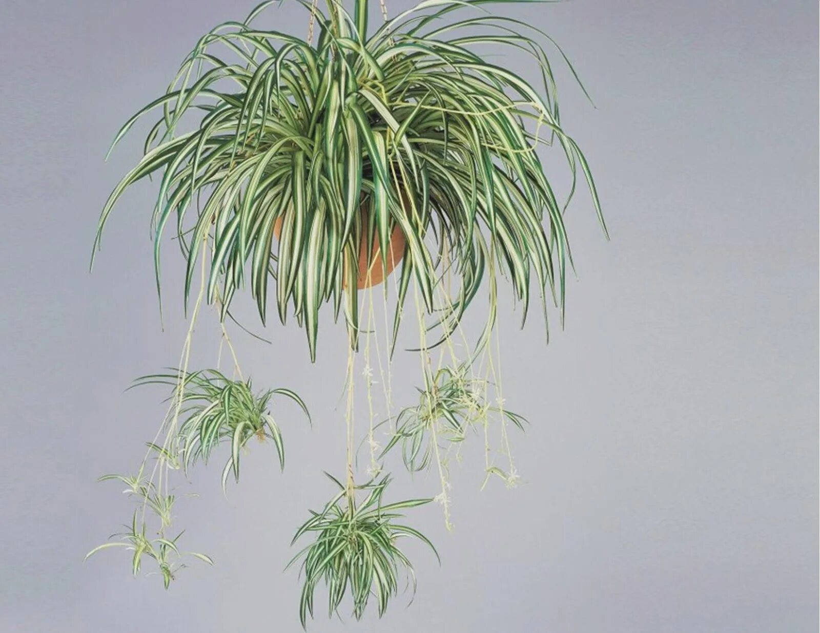 Хлорофитум хохлатый Chlorophytum comosum. Хлорофитум хохлатый variegatum. Хлорофитум хохлатый цветет. Хлорофитум ампельный. Хлорофитум картинка