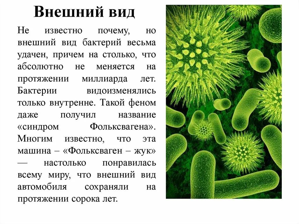 Бактерии доклад 5 класс биология. Микробы доклад 5 класс биология. Рассказ о бактерии 5 класс по биологии. Доклад о бактериях. Информация про биологию