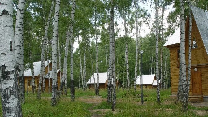 Путевки в березовую рощу