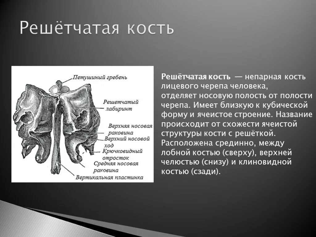 Решетчатая пластинка решетчатой кости. Решетчатая кость черепа анатомия. Решетчатая кость анатомия строение. Непарная решетчатая кость. Где находится гребень