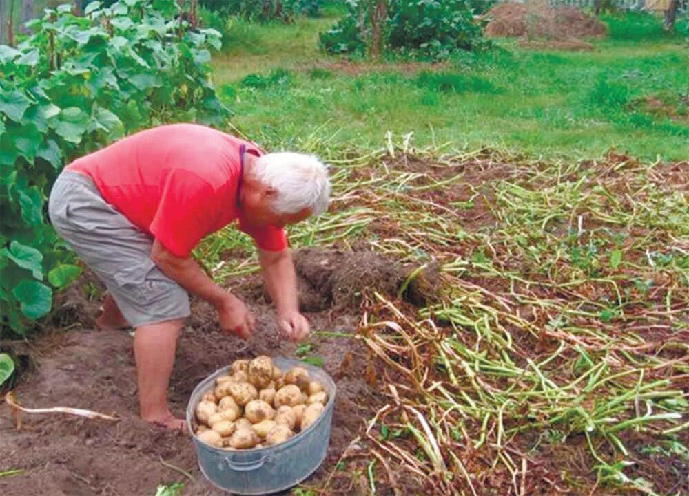 Вырастет ли картошка. Картофель в огороде. Картошка растет на грядке. Картошка растет в огороде.