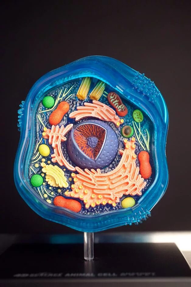 модель клетки животного. клетка компьютерная модель. макет клетки животного по биологии 5. растительная клетка модель биология 5. макет клетки животного по биологии 5.
