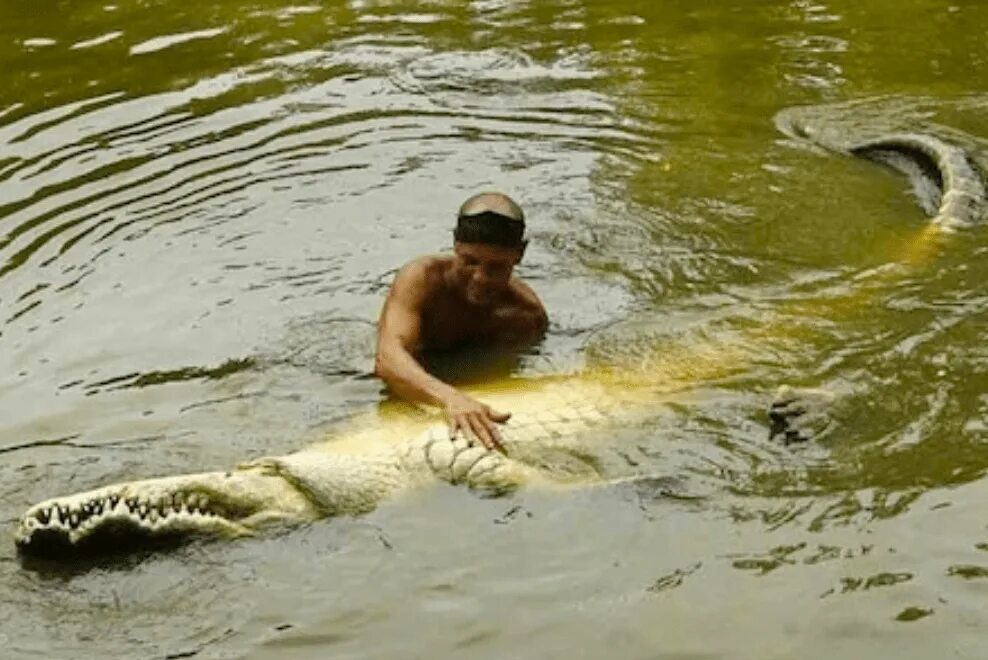 Гребнистый крокодил. Остров рамри крокодилы. Конкурс крокодил. Индонезия крокодил гребнистый. Гребнистый крокодил рамри.