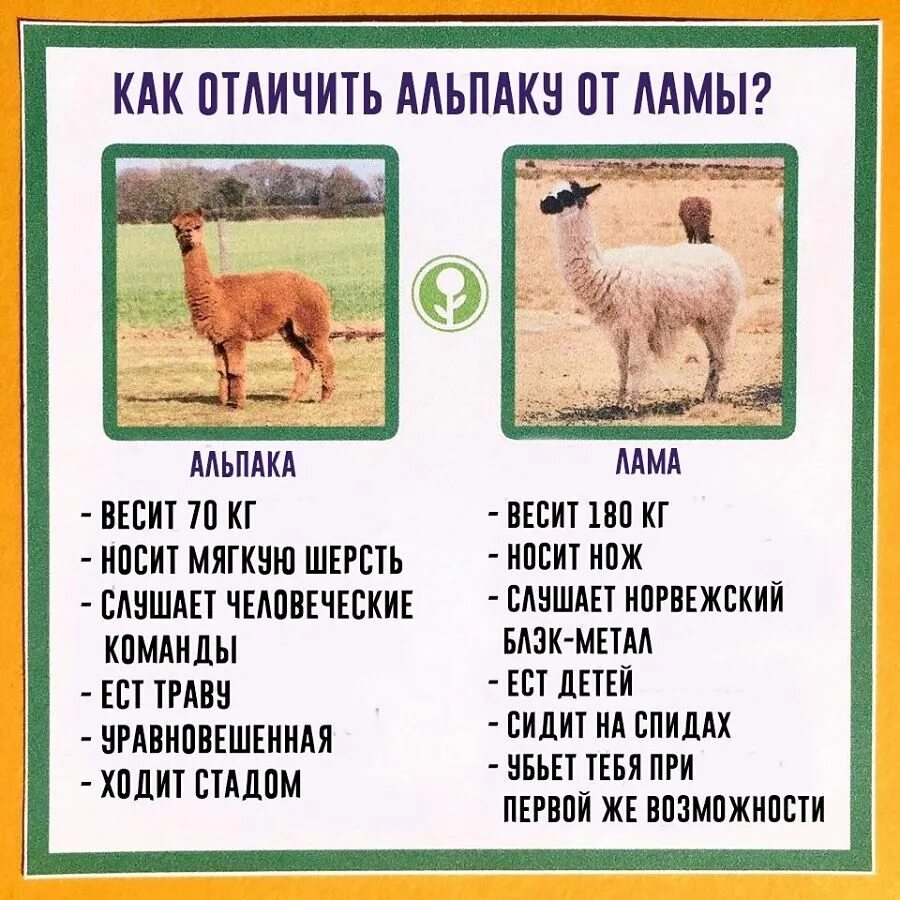 Какие звуки издает лама. Лама альпака викунья гуанако отличия. отличие между ламой и альпакой. лама vs альпака.