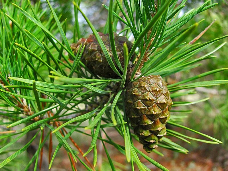 Хвойные сосновые. Pinus Sylvestris шишка. Сосновый вертун сосны обыкновенной. Шишки сосны сосна обыкновенная. Сосна обыкновенная лапоника шишки.