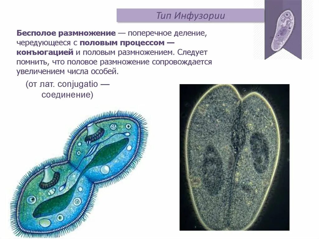 Поперечное деление инфузории туфельки. Инфузория туфелька бесполое размножение. Тип инфузории конъюгация. Половое размножение инфузории.