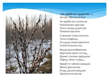 А фет уж верба вся пушистая