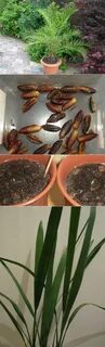 Как растет финик из косточки