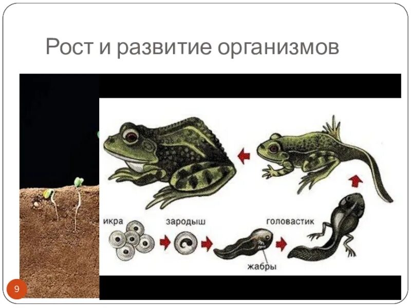 Схема индивидуального развития онтогенез. Индивидуальное развитие организма схема. Презентация на тему эволюция. Живые организмы развиваются. Тема развитие организма биология.