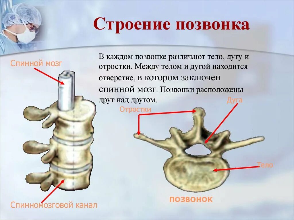 Позвонок строение. Позвоночник тело дуга и отростки. Строение позвонка. Тело и дуга позвонка. Отростки позвоночника.