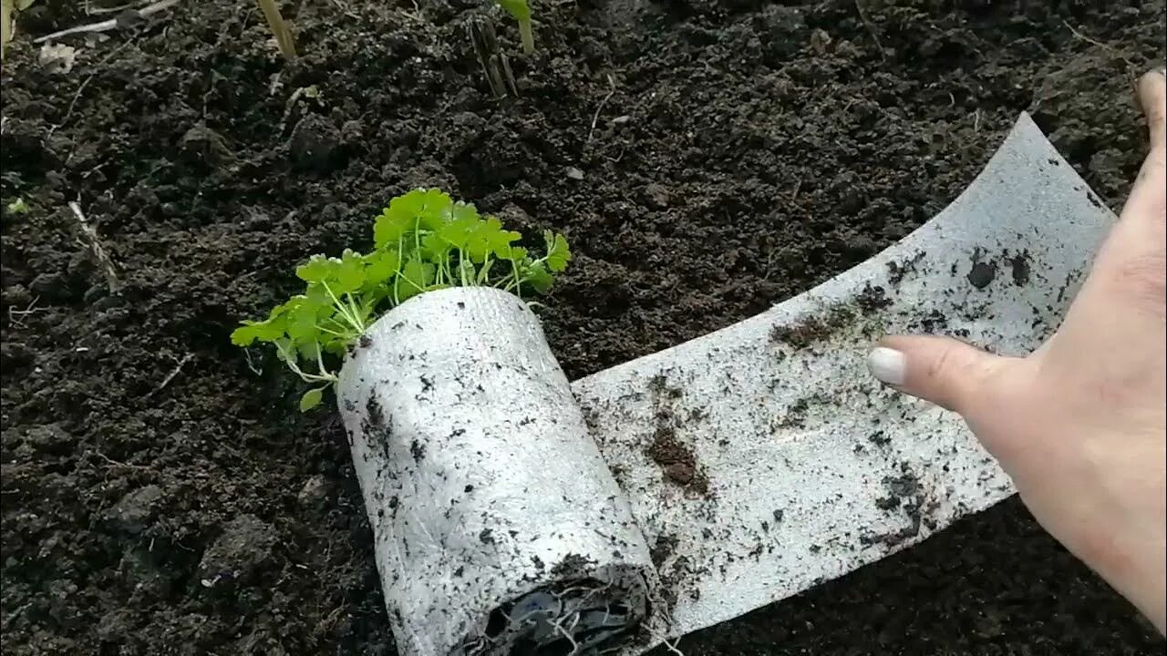 Сделать улитку для посадки семян на рассаду. Улитка для рассады. Петрушка в улитке на рассаду. Рассада в улитке с землей. Рассада улитка утеплитель.