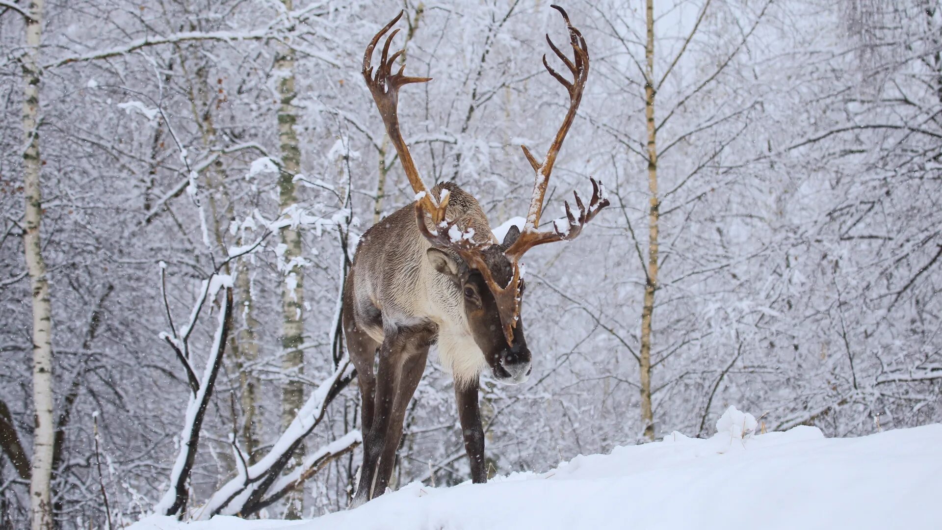 Снежный олень. Млекопитающие тундры. Северные олени едят леммингов. Олень минимализм. Олень в природе.