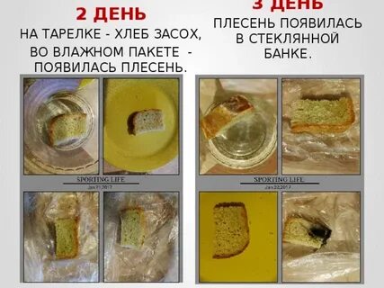 На хлебе образуется плесень