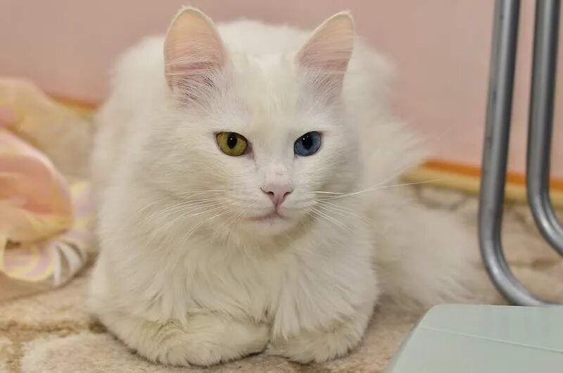 Полностью белый кот. Ангорская кошка гетерохромия. белый пушистый кот с разными глазами. турецкая ангора короткошерстная с разными глазами. ангорская кошка розового цвета.