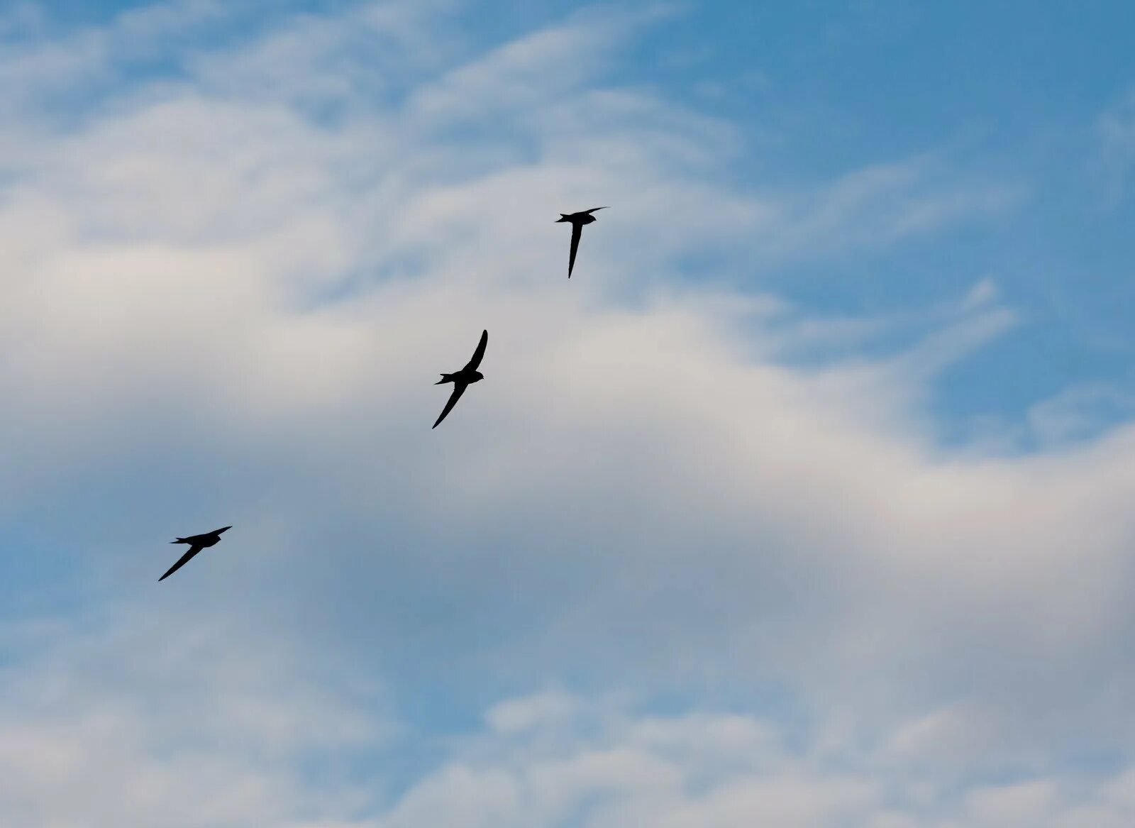 песня глаза твои стрижи скользят. стрижи в небе. стрижи птицы над городом. стрижи в небе высоко. песня глаза стрижи скользят по небу.