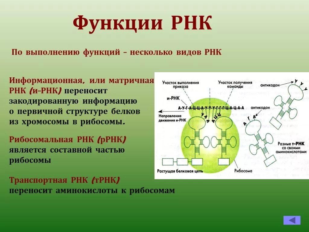 Функция молекул рнк