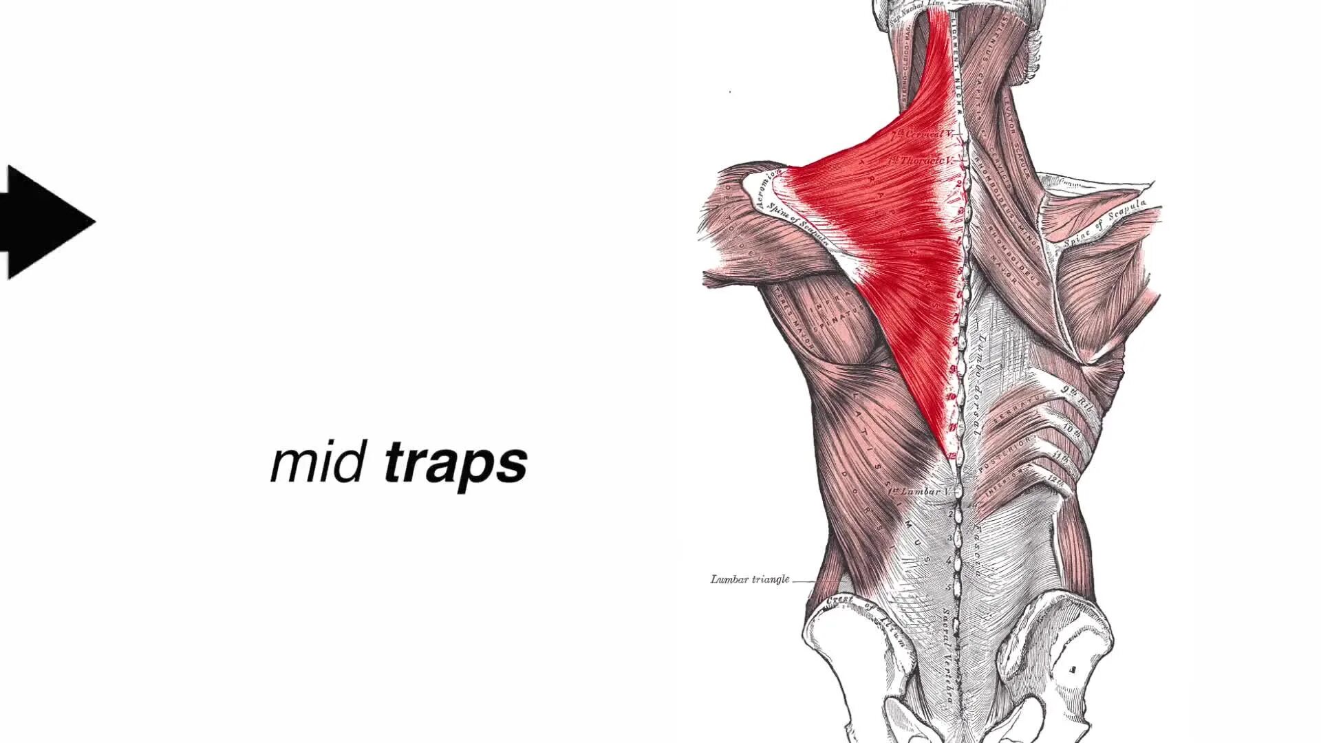 Latissimus dorsi. Латиссимус дорси мышца. M latissimus dorsi анатомия. Latissimus dorsi). Latissimus dorsi muscle.