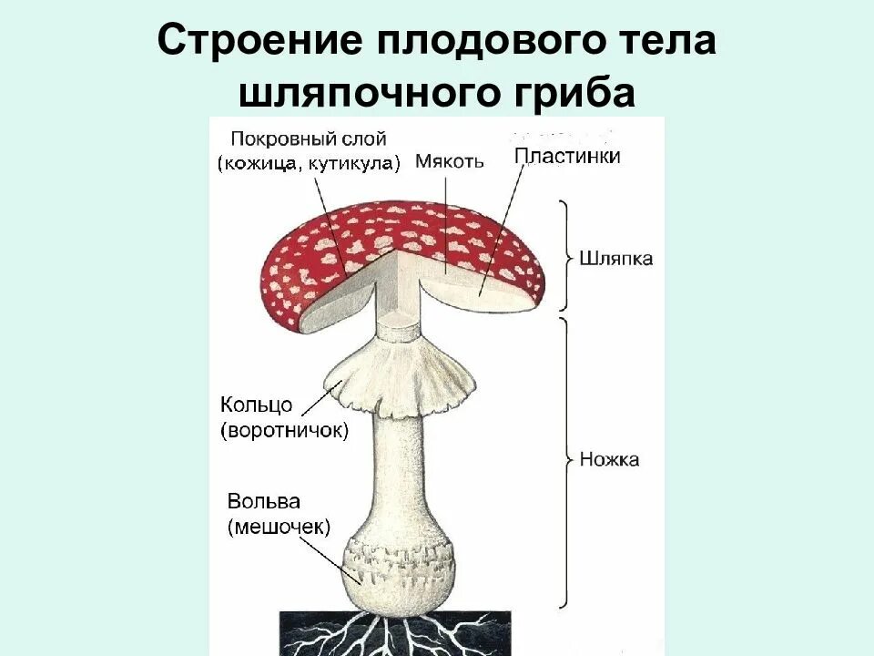 Мицелий шляпочных грибов. Строение шляпочного гриба мухомора. Грибы строение шляпочных грибов. Строение шляпочного гриба основные части. Строение шляпочного гриба 5 класс биология.