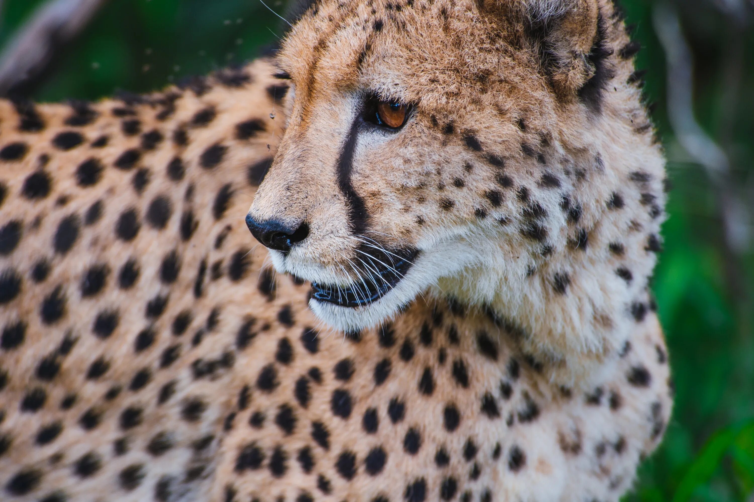 Леопард Cheetah. Берберийский леопард. Гепард и леопард. Гепард хищник. Дикие животные гепарды