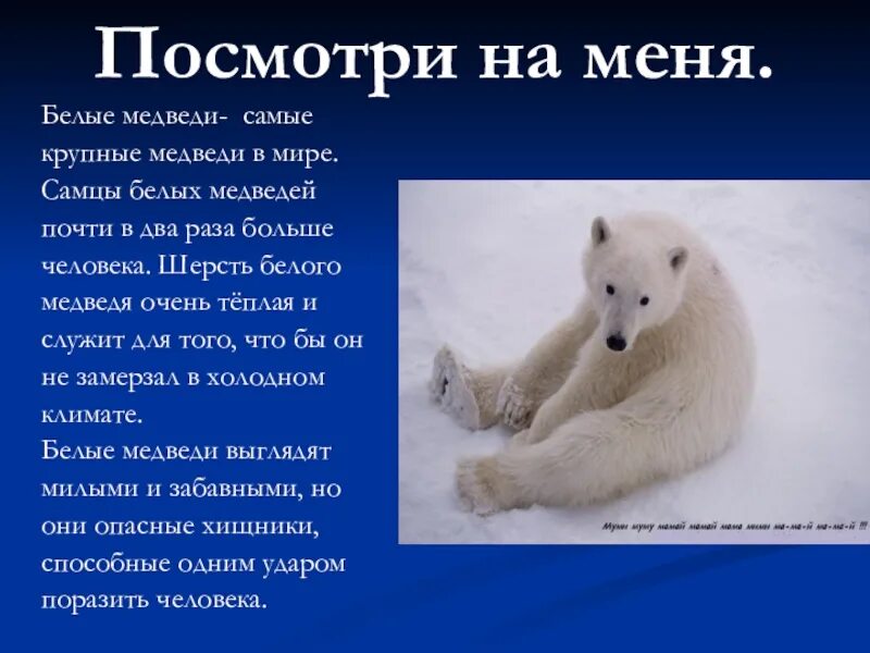 Текст белый медведь 4 класс. Доклад про белого медведя. Сообщение о белом медведе. Презентация на тему белый медведь. Белый медведь окружающий мир.