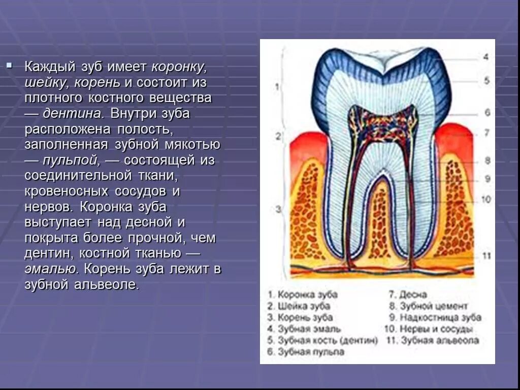 Функции тканей зубов. Корень зуба расположен в.