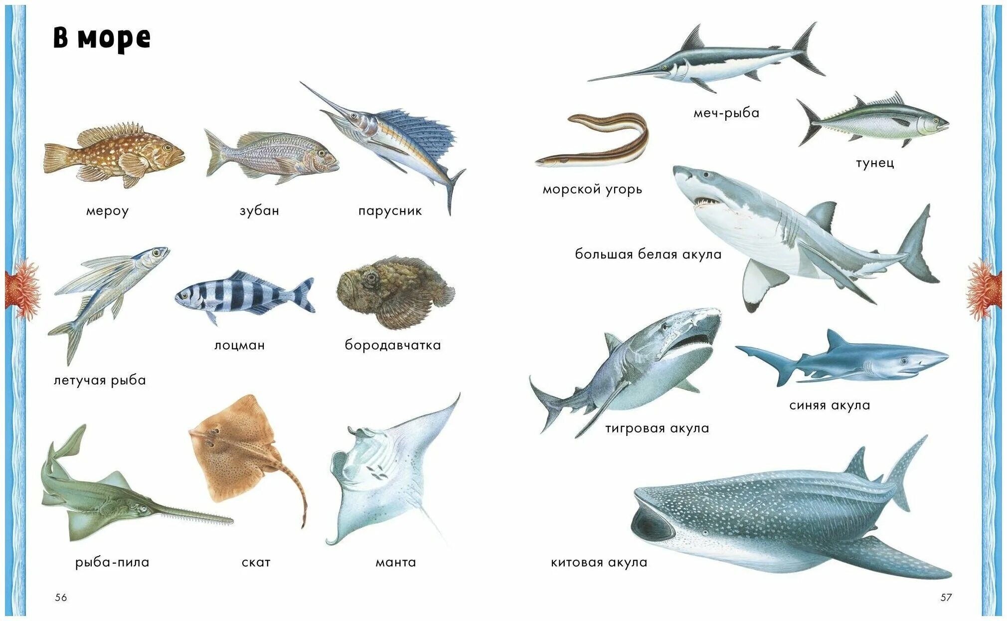 Обитатели морей названия. Промысловые рыбы Баренцева моря. Рыбы Пресноводные и морские для детей. Морские и речные обитатели. Морские рыбки.