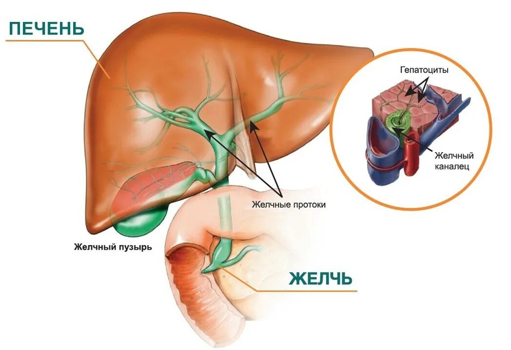 Кофе и желчный пузырь. Печень и желчный. Печень и желчный пузырь анатомия.