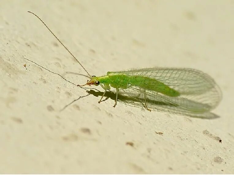 Зеленое насекомое с крыльями. Маленькое зеленое насекомое. Зеленое насекомое с прозрачными крыльями. Насекомые с зелеными крылышками. Зеленая муха тля