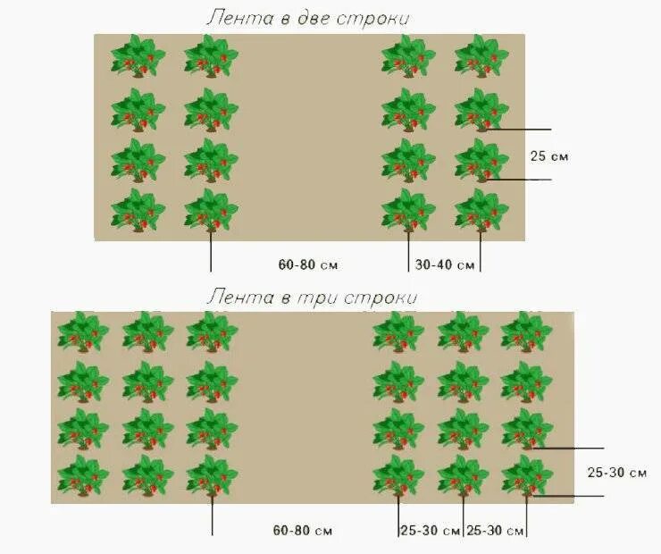 На каком расстоянии сажать разные сорта. Схема посадки клубники в открытом грунте. Схема посадки клубники в открытом грунте весной. Схема посадки земляники в открытом грунте в грядке. Схема посадки клубники на грядке.