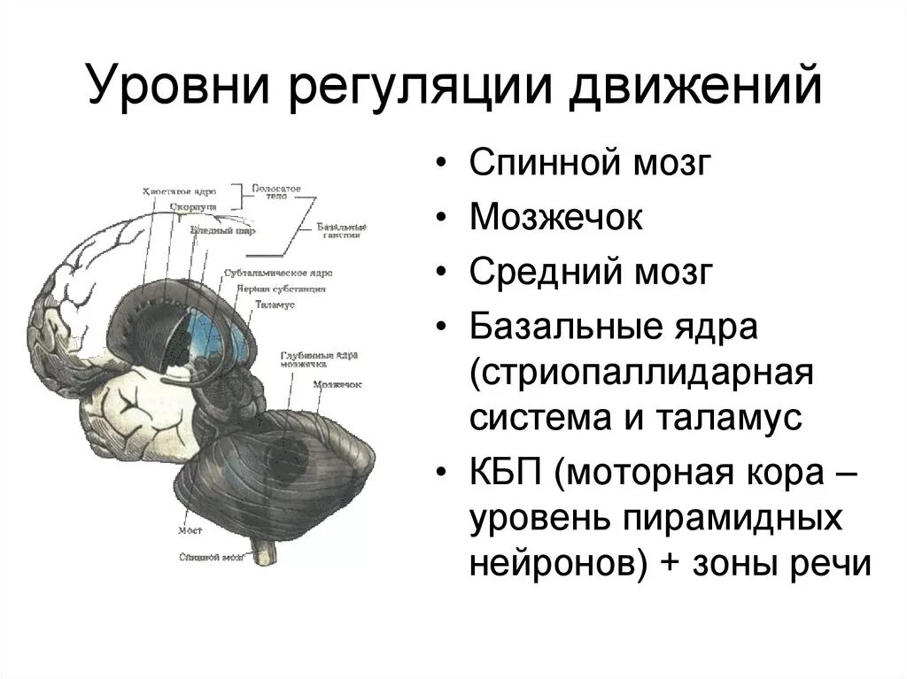 Уровни организации ЦНС по Бернштейну. Уровни регуляции двигательных функций. Регуляция произвольных движений схема. Уровни регуляции двигательных функций физиология.