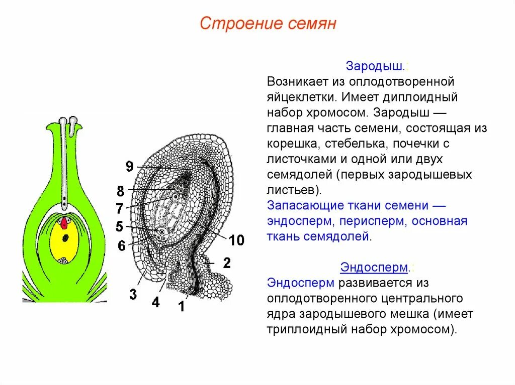 Семя состоит из семенной. Набор хромосом у зародыша семени покрытосеменных растений. Семя с зародышем набор хромосом. Эндосперм однодольных растений набор хромосом. Зародыш однодольных состоит.