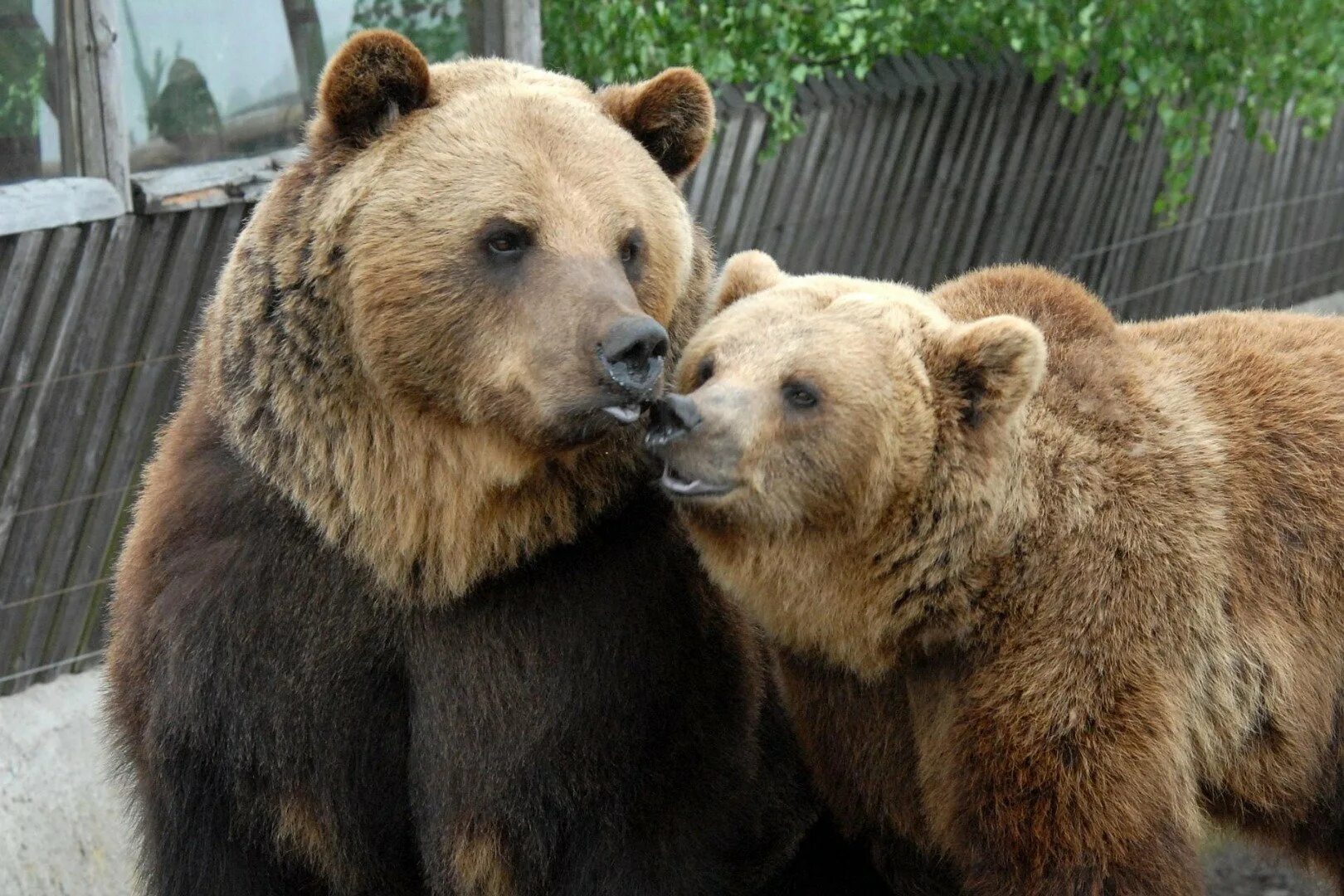 Бурый медведь. Самка медведя. Медведь самец. Медведь самец и самка.