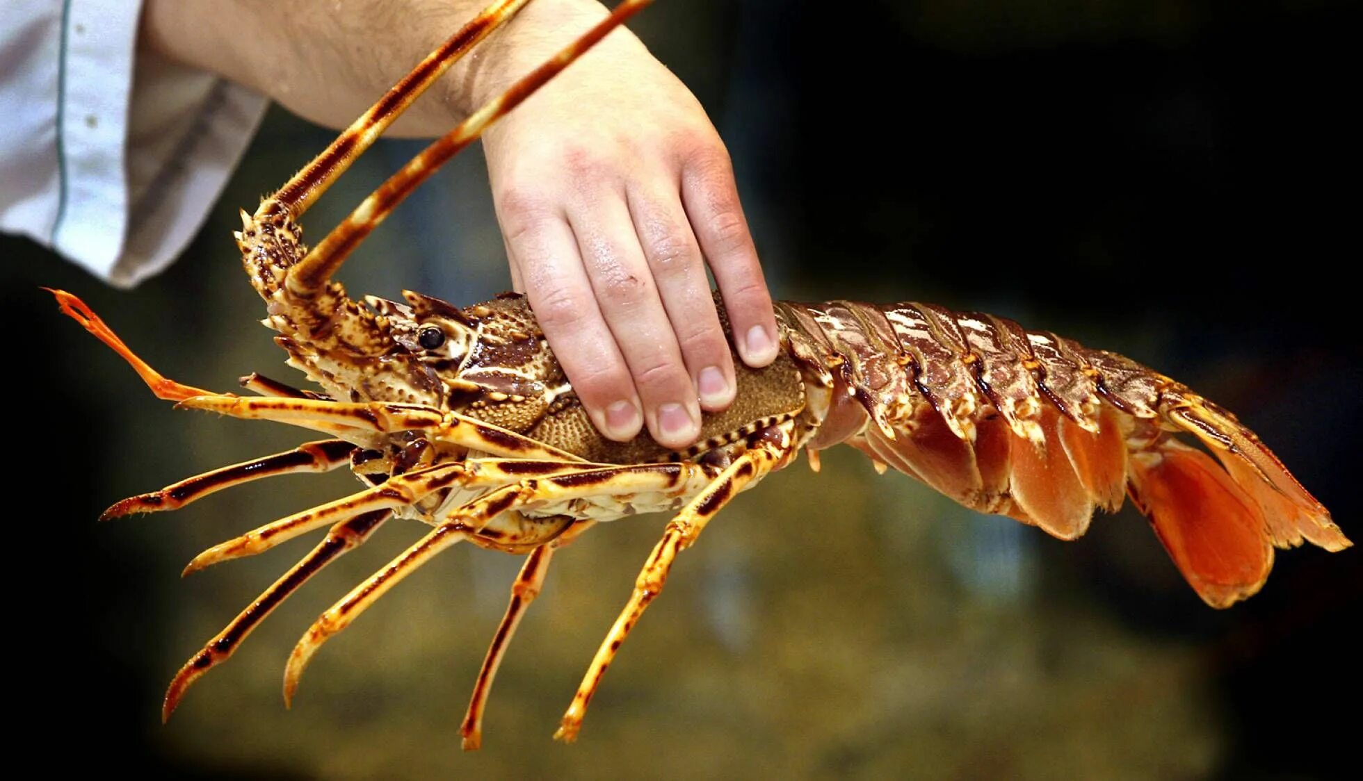 Омар это. Омар дальневосточный. Омар дальневосточный. Американский омар (лобстер). Лангусты лобстеры,лангустины.