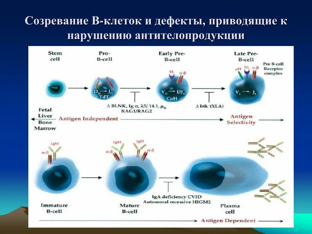 Зрелость клеток. Созревание клеток. Созревание т клеток. Зрелость клеток это. Схема созревания т клеток.