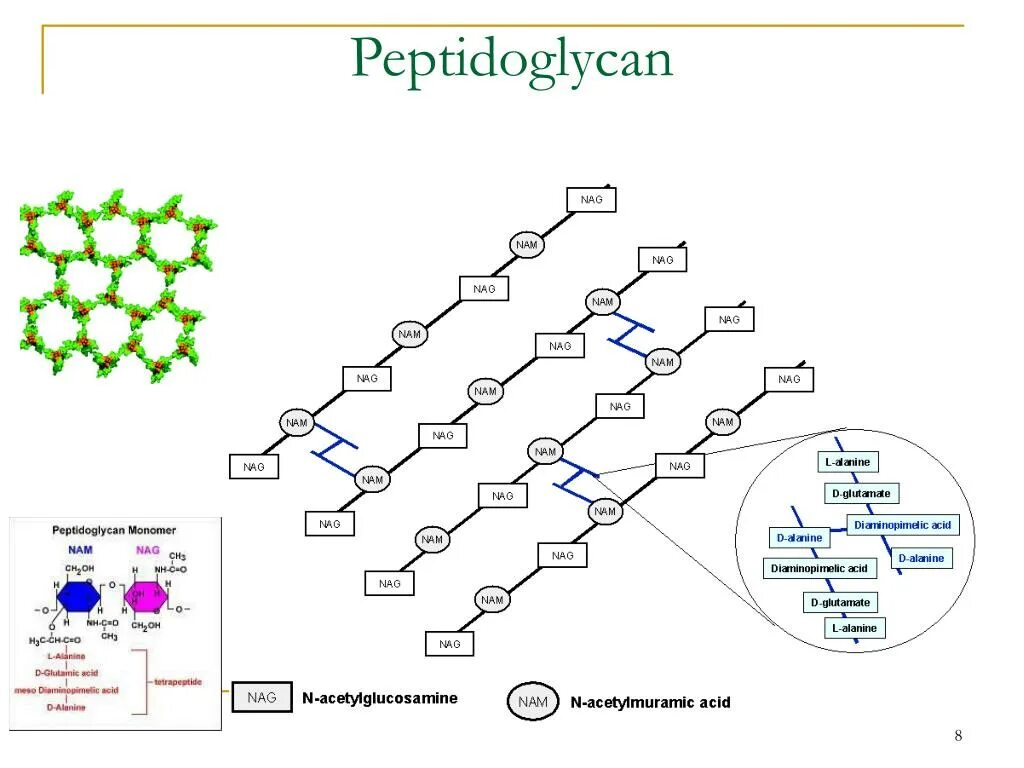 Пептидогликан структура. Пептидогликан формула химическая. Пептидогликан муреин. Пептидогликан муреин структура.