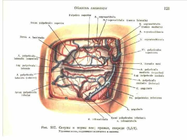 Внутренняя вена латынь. Кровоснабжение глазницы схема. Кровоснабжение верхнего и Нижнего века. Сосуды и нервы глазницы анатомия. Вены глазницы анатомия.