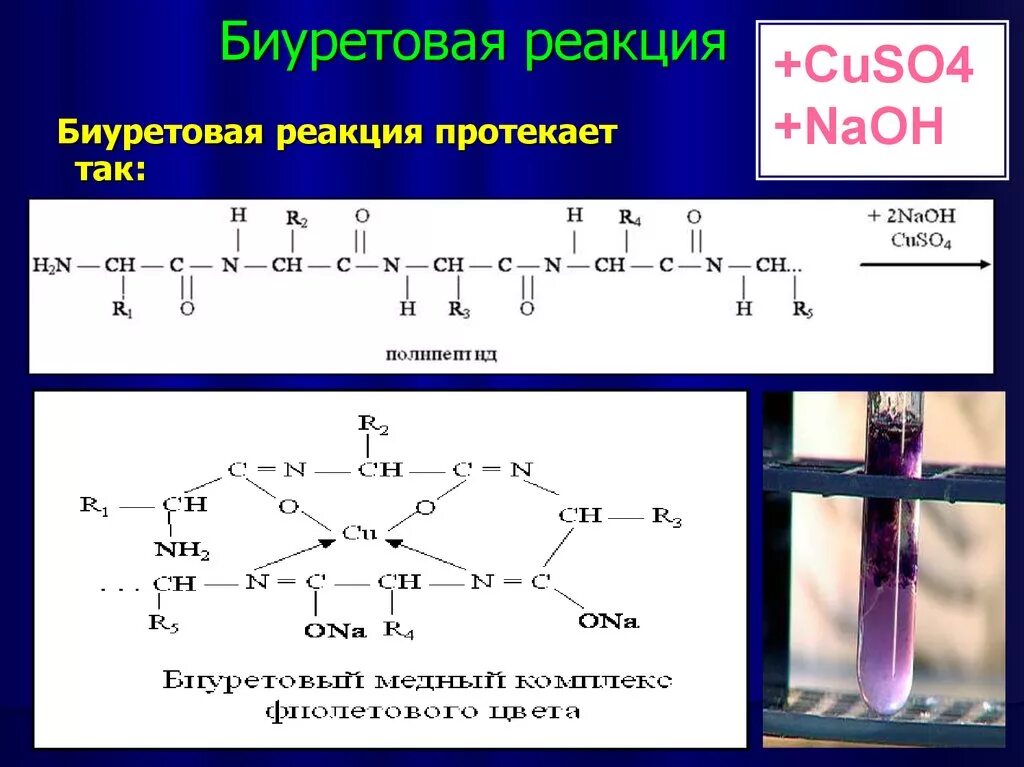 Полипептиды с азотной кислотой. Аспарагиновая кислота биуретовая реакция. Биуретовая реакция белок реакция. Биуретовая реакция на белок. Биуретовая реакция на белок уравнение.