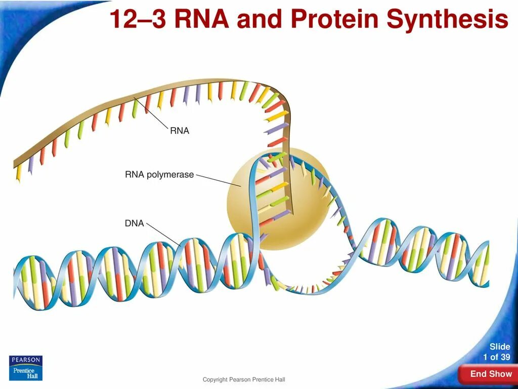 Синтез РНК. RNA polymerase 2 строение. Transcription RNA Synthesis. Синтез РНК асимметричность. Днк участвует в биосинтезе рнк