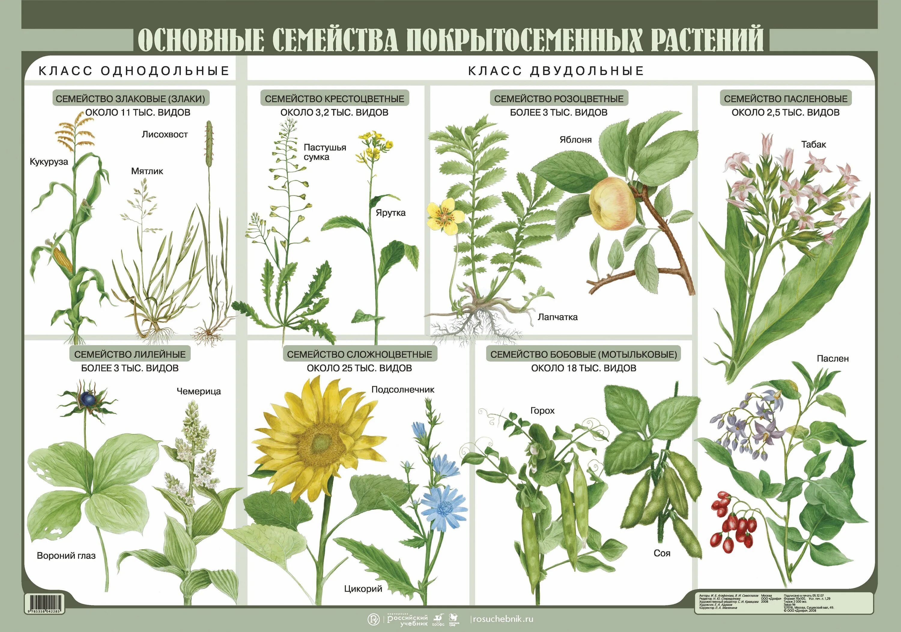 Семейства ботаника