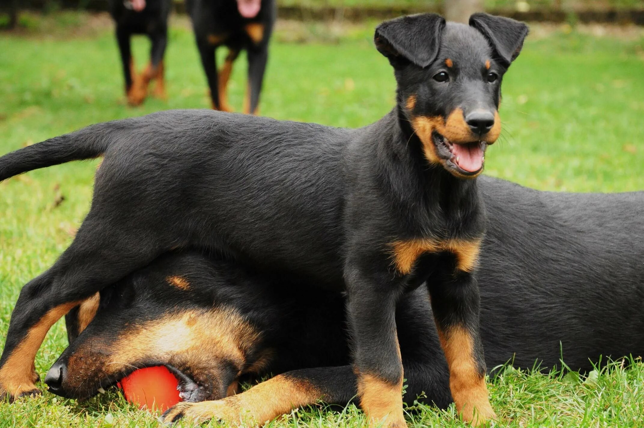 Каролинская собака чинук. Красивые собаки. Лабрадор ретривер золотистый. Мини ротвейлер. П р собак.