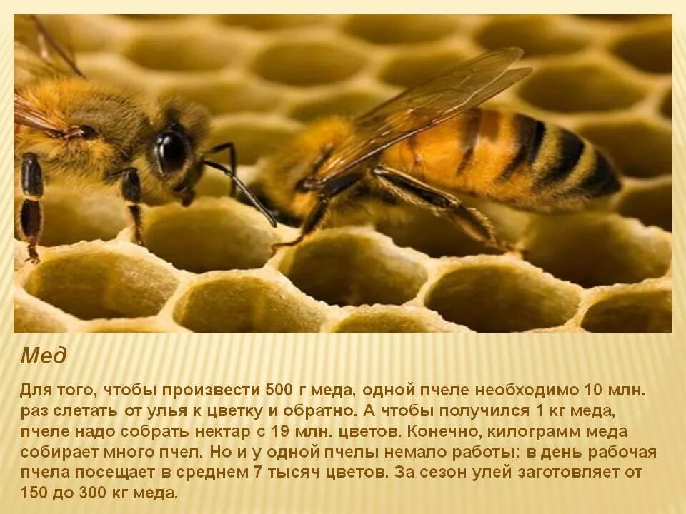 Сколько пчелы дают. Пчела для презентации. Удивительные пчелы. Пчелиный мёд. Пчелы делают мед.