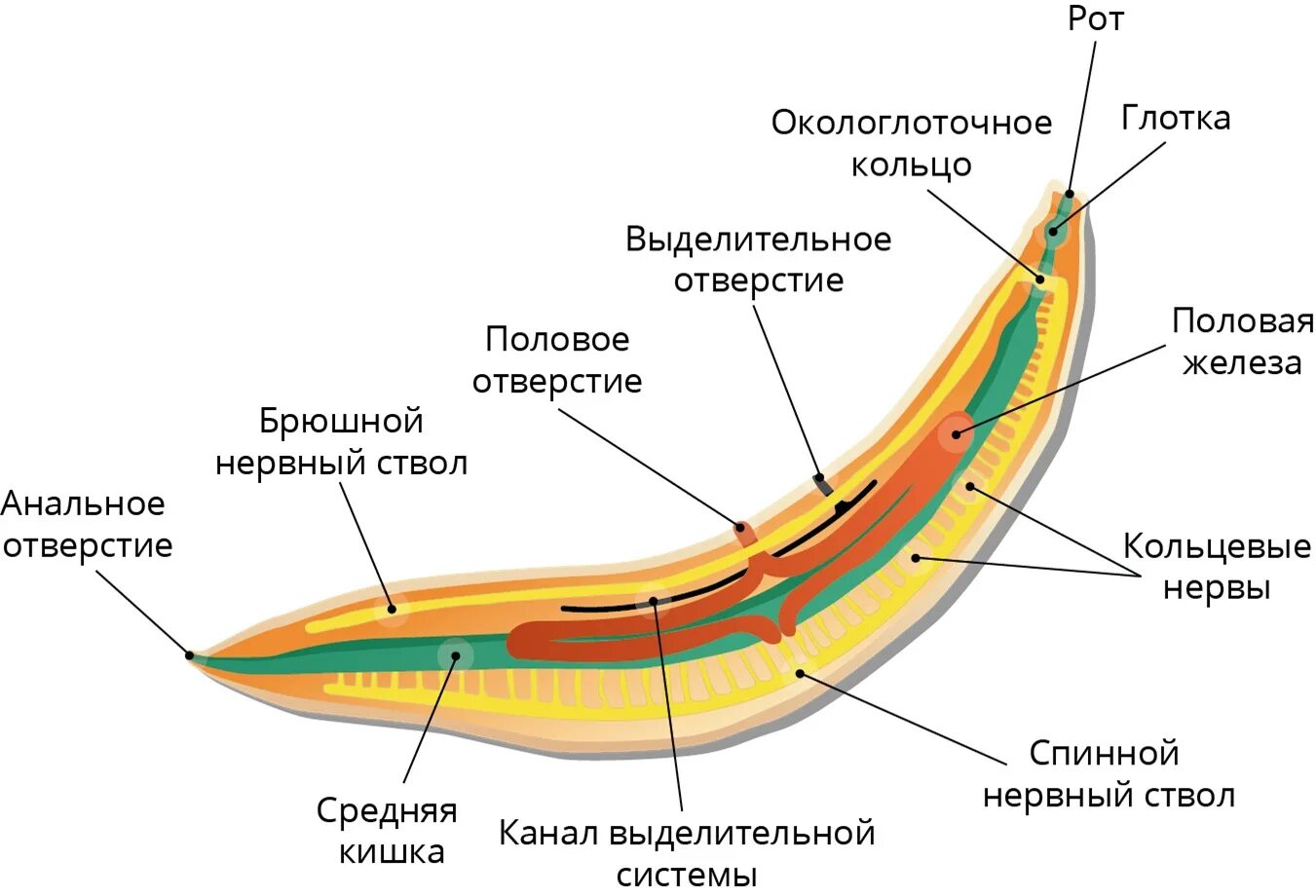 Круглый червь 8. Строение круглых червей 7 класс биология. Схема внутреннего строения круглых червей. Круглые черви строение 7 класс биология. Строение круглых червей 8 класс.