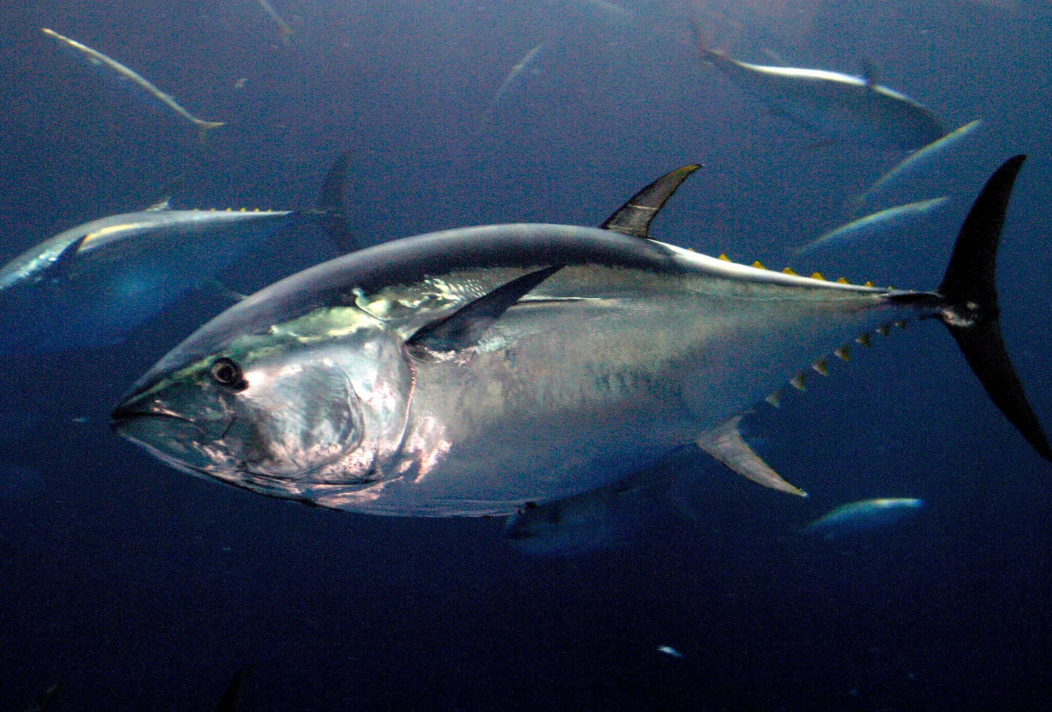 Тунец рыба. Тунец скумбриевидный. Тунец Bluefin. Чернопёрый тунец.