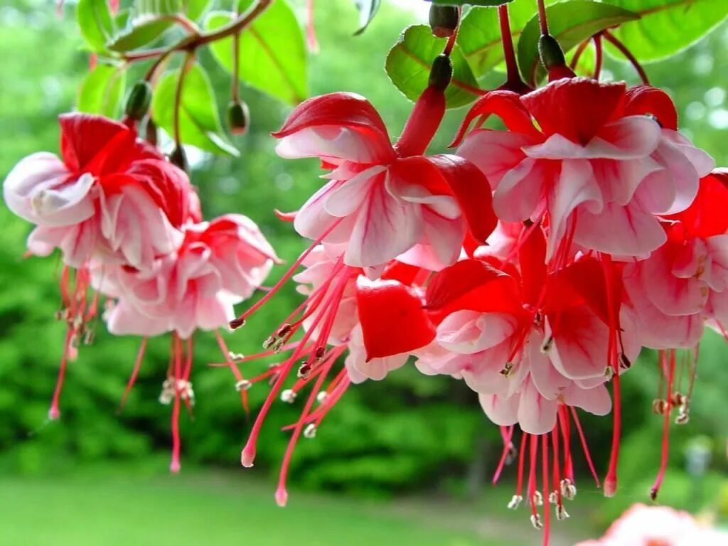 Rhododendron, beautiful, rustic and very resistant