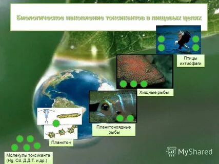 Биологическое накопление