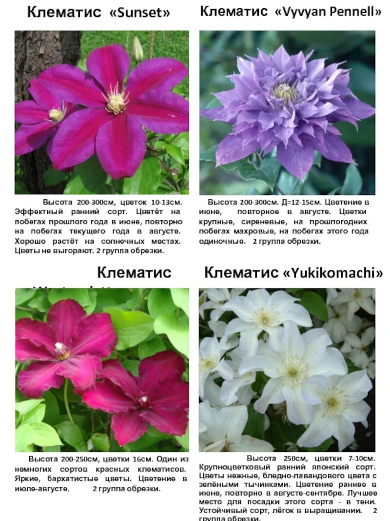 Клематисы сорта и описанием фото - DelaDom.ru